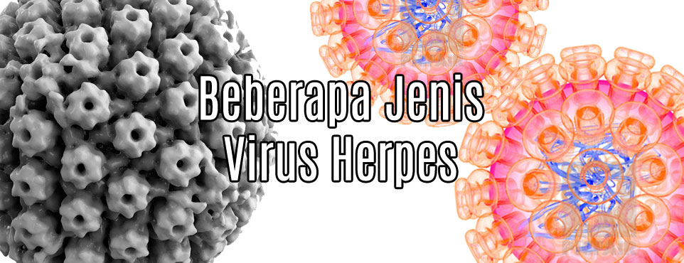 Beberapa Jenis Virus Herpes